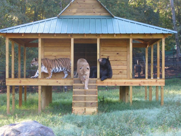 #4 Shere Khan, Baloo And Leo