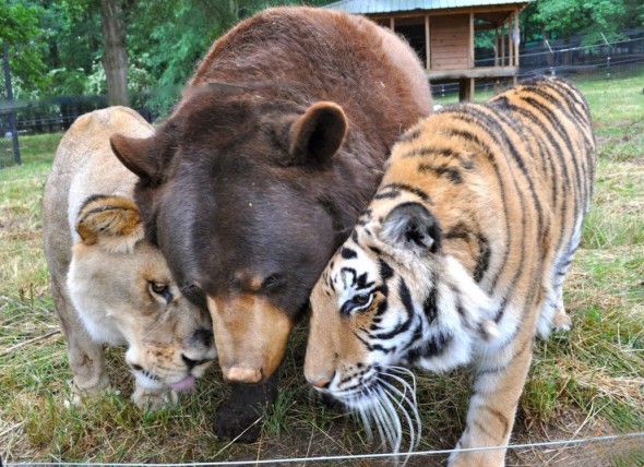 #4 Shere Khan, Baloo And Leo1