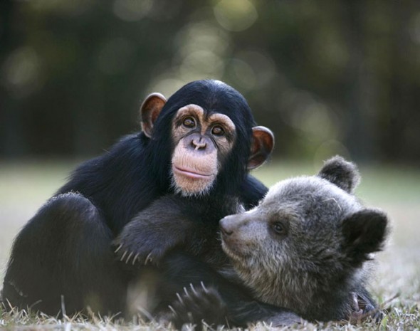 #40 Baby Grizlly Bear And Chimp