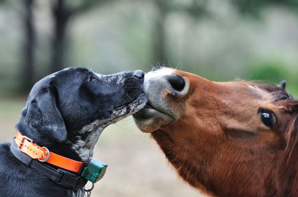 #41 Horse And Dog