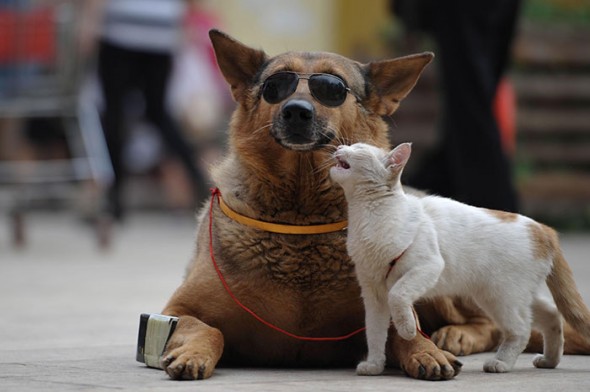 #42 Cat And Dog