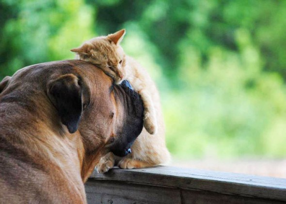 #44 Bulldog And Cat