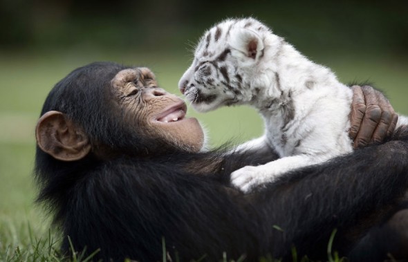 #5 Anjana The Chimpanzee And Tiger Cubs