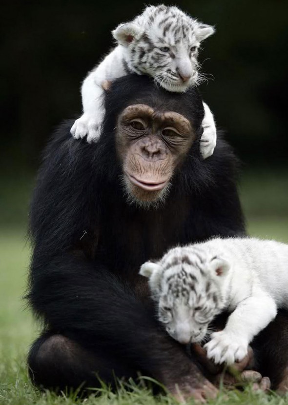 #5 Anjana The Chimpanzee And Tiger Cubs1