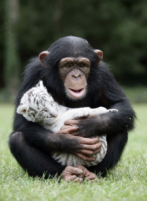 #5 Anjana The Chimpanzee And Tiger Cubs2