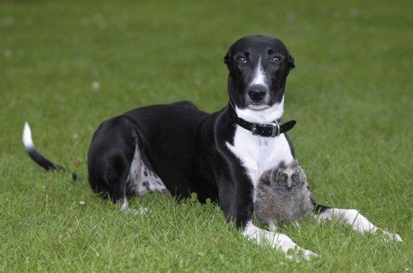 #6 Torque The Dog And Shrek The Owl