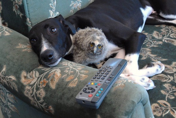 #6 Torque The Dog And Shrek The Owl1