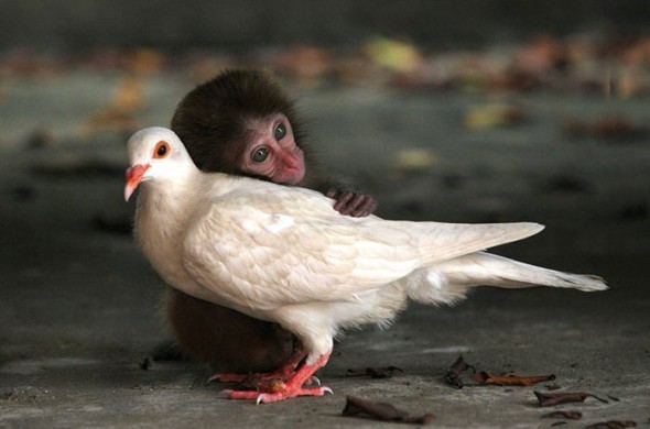#7 Monkey And Pigeon