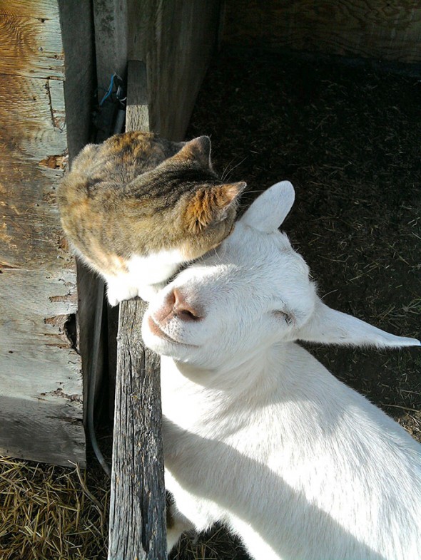 #9 Cat And Goat
