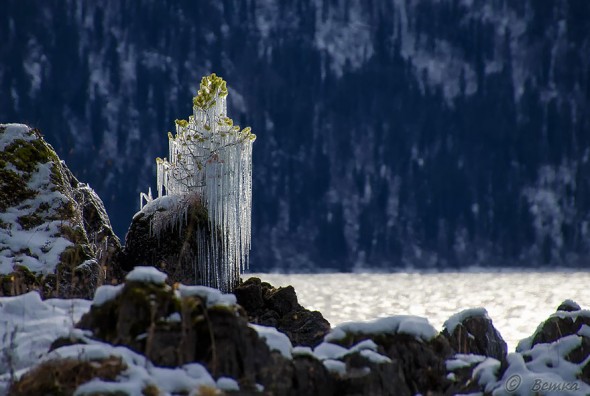 #10 Frozen Tree