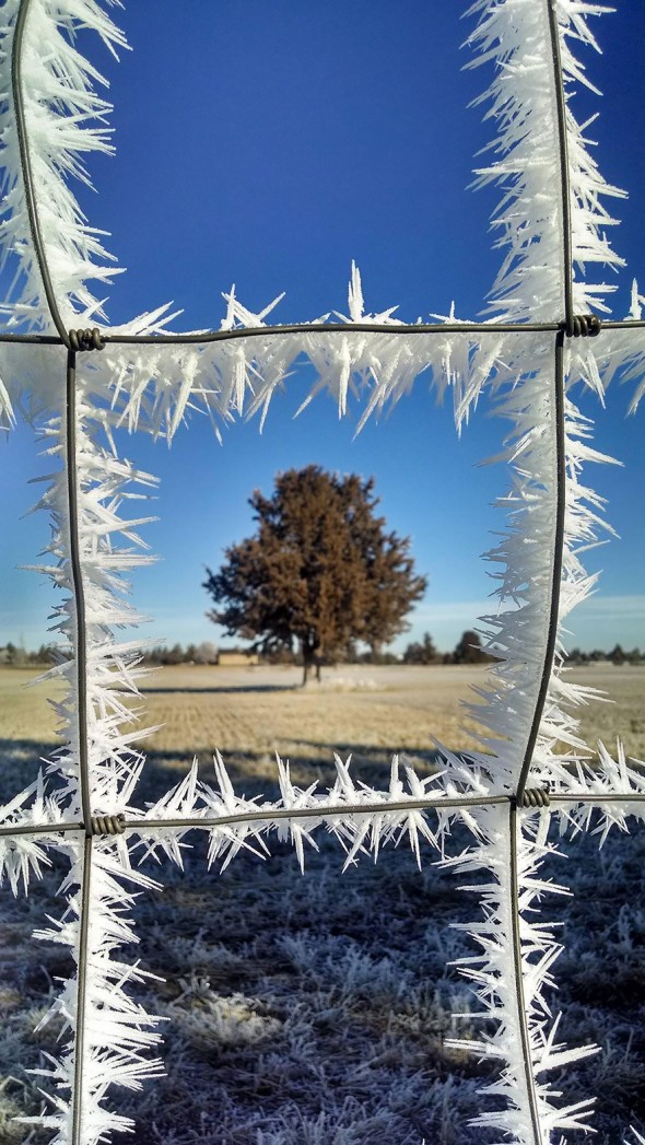#11 Frost On The Fence