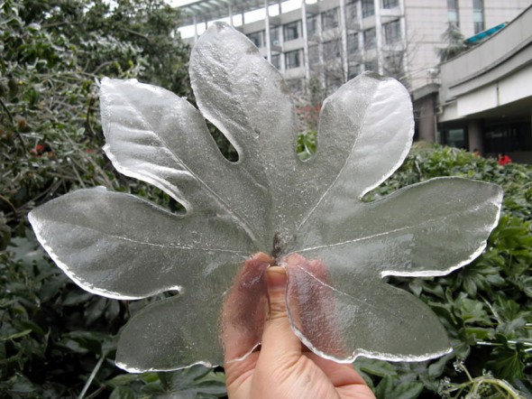 #13 After Freezing Rain In China