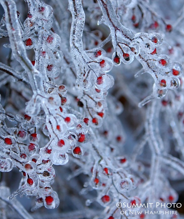 #14 Frozen Berries