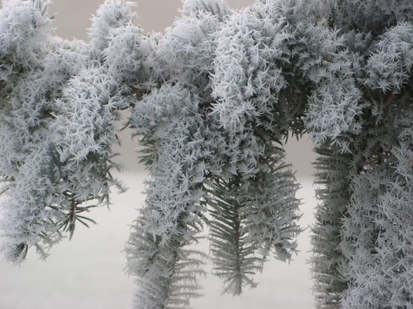 #15 Frosted Pine