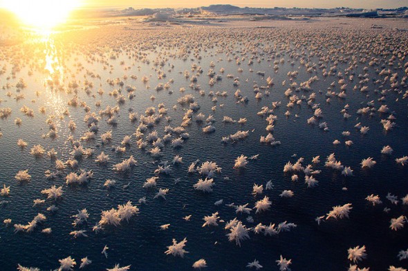 #17 Frost Flowers In The Arctic Ocean