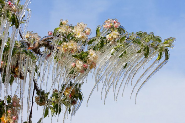 #18 Icicles On The Blooming Apple Tree