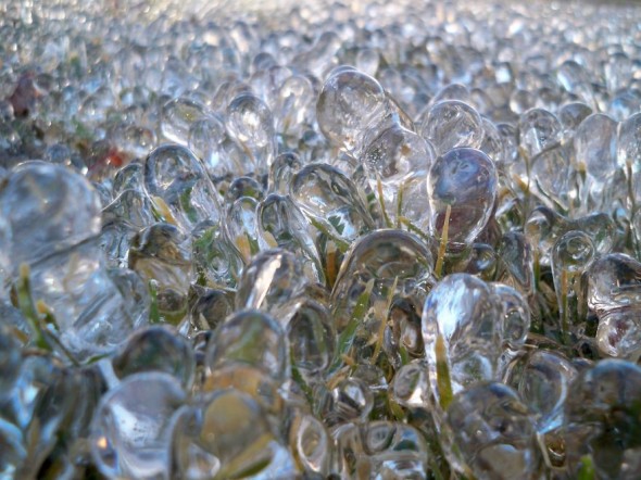 #19 Grass After Freezing Rain