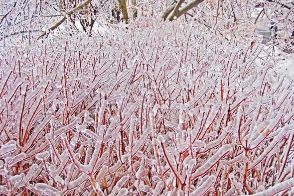 #22 Icicle Bush