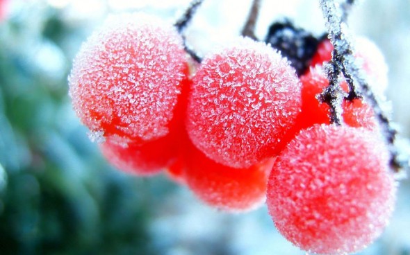 #27 Frozen Fruits