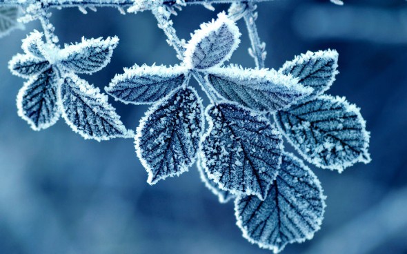 #28 Frozen Leaves