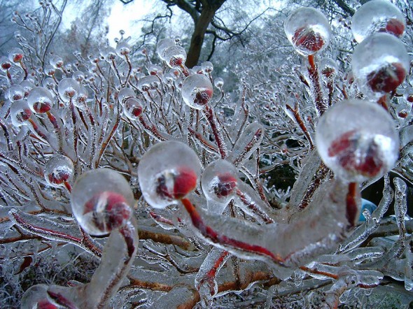 #3 Frozen Flower Buds