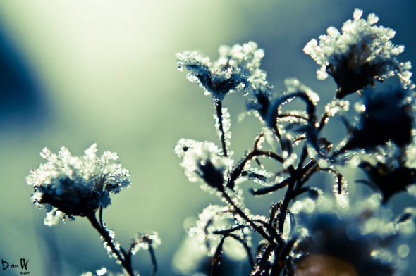 #33 Frozen Flowers