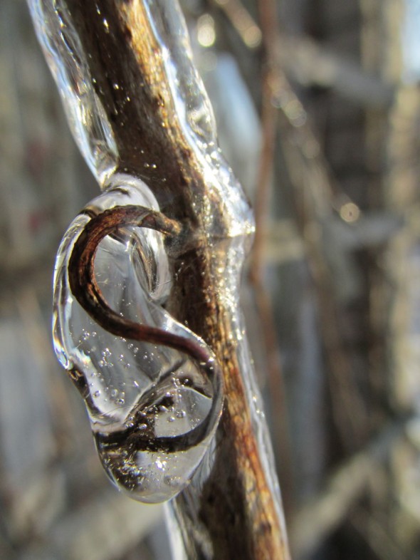 #45 Frozen Vines