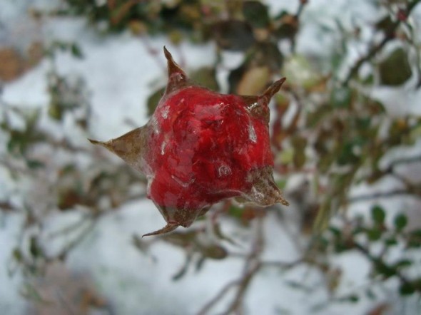#47 Frozen Rose