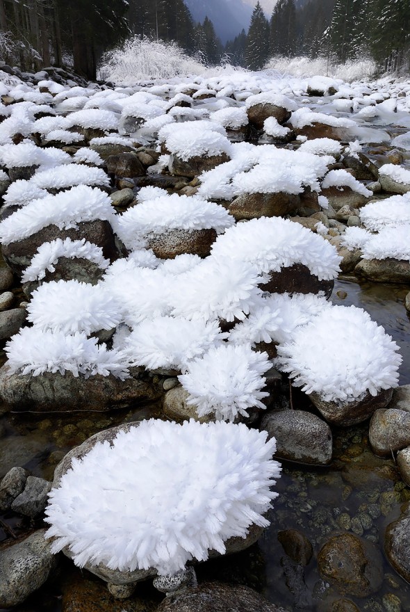 #5 Ice Blossoms