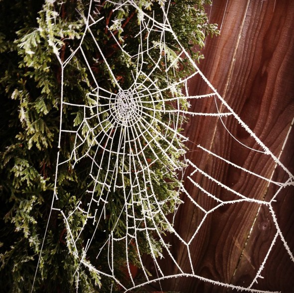 #71 Frozen Cobweb
