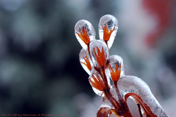 #9 Flower After Ice Storm