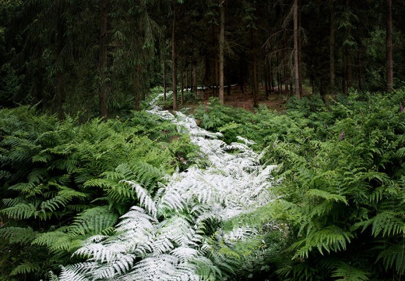 surreal-forest-photograhy-ellie-davis-23