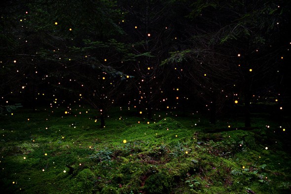surreal-forest-photograhy-ellie-davis-5__880
