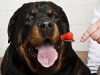 Veterinarska ambulanta ROT