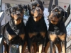 Veterinarska ambulanta ROT