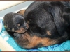 Veterinarska ambulanta ROT