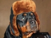 Veterinarska ambulanta ROT