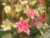Cvećara Beoflora