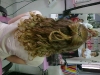 Frizerski salon Bilja Šiz Friz