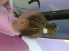 Frizerski salon Bilja Šiz Friz