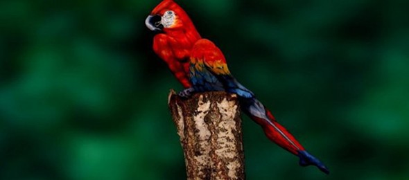 parrot