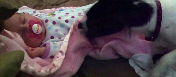 Dog-covers-baby-with-blanket