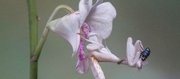 not_your_ordinary_orchid_640_01