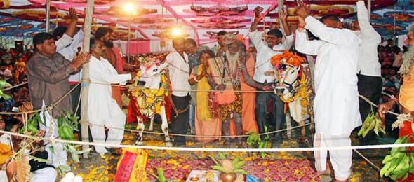 Cow-and-Bull-get-Married-in-Lavish-Indian-Wedding-Ceremony-8