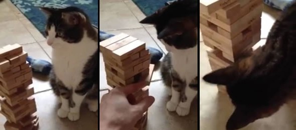 ever-seen-a-cat-play-jenga-thumb