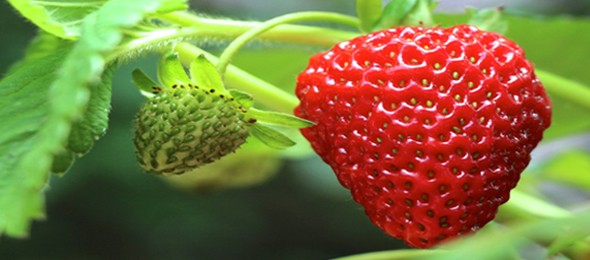 strawberries1