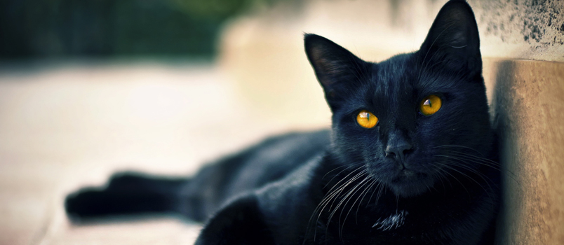 crna obrezana macacrna i azijska maca
