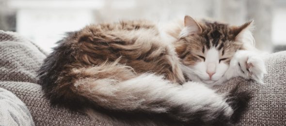 Mačke provode 66% svog života spavajući