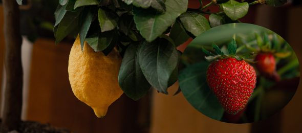 Limun sadrzi vise secera od jagoda